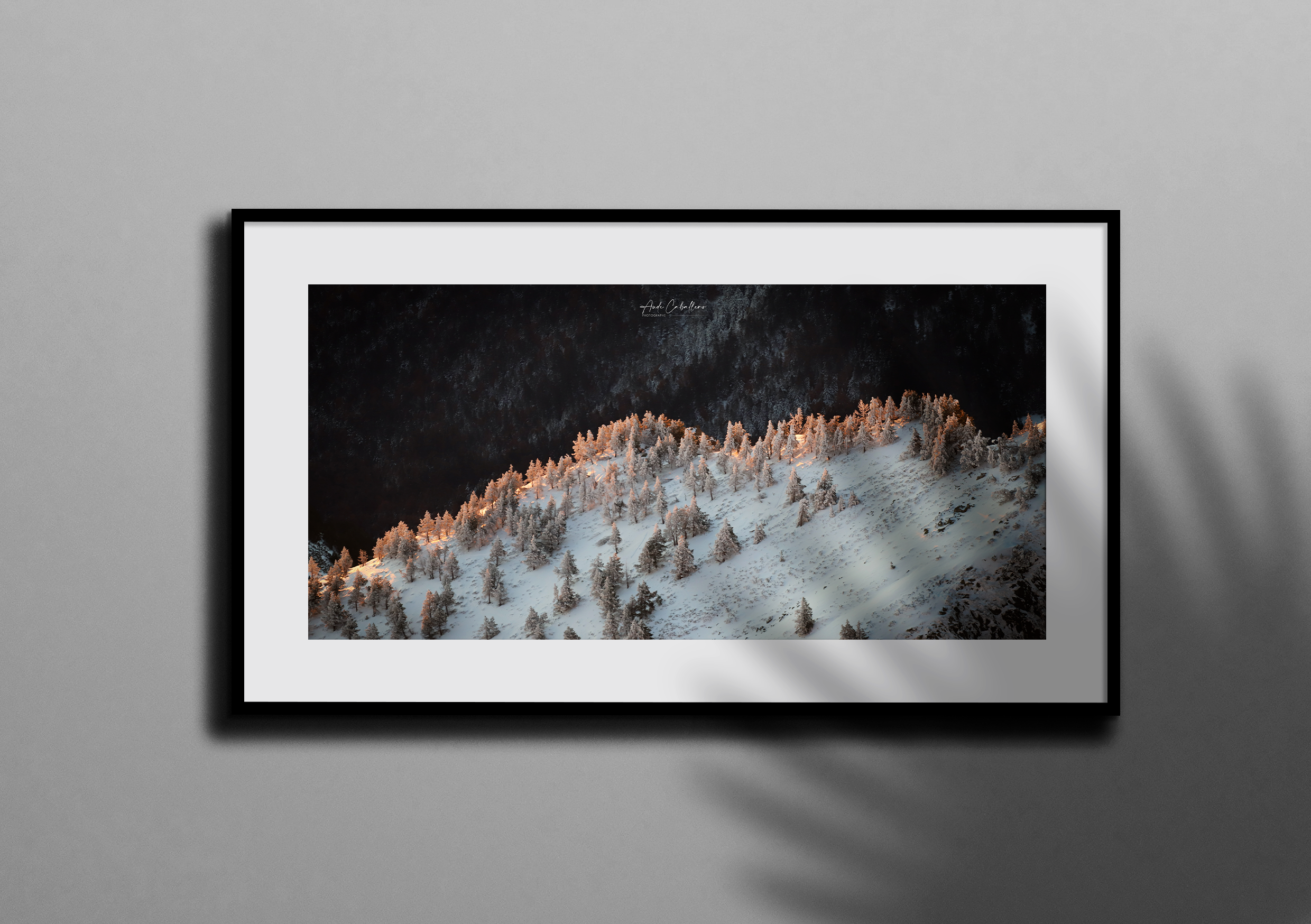 Sunrise sur les sapins