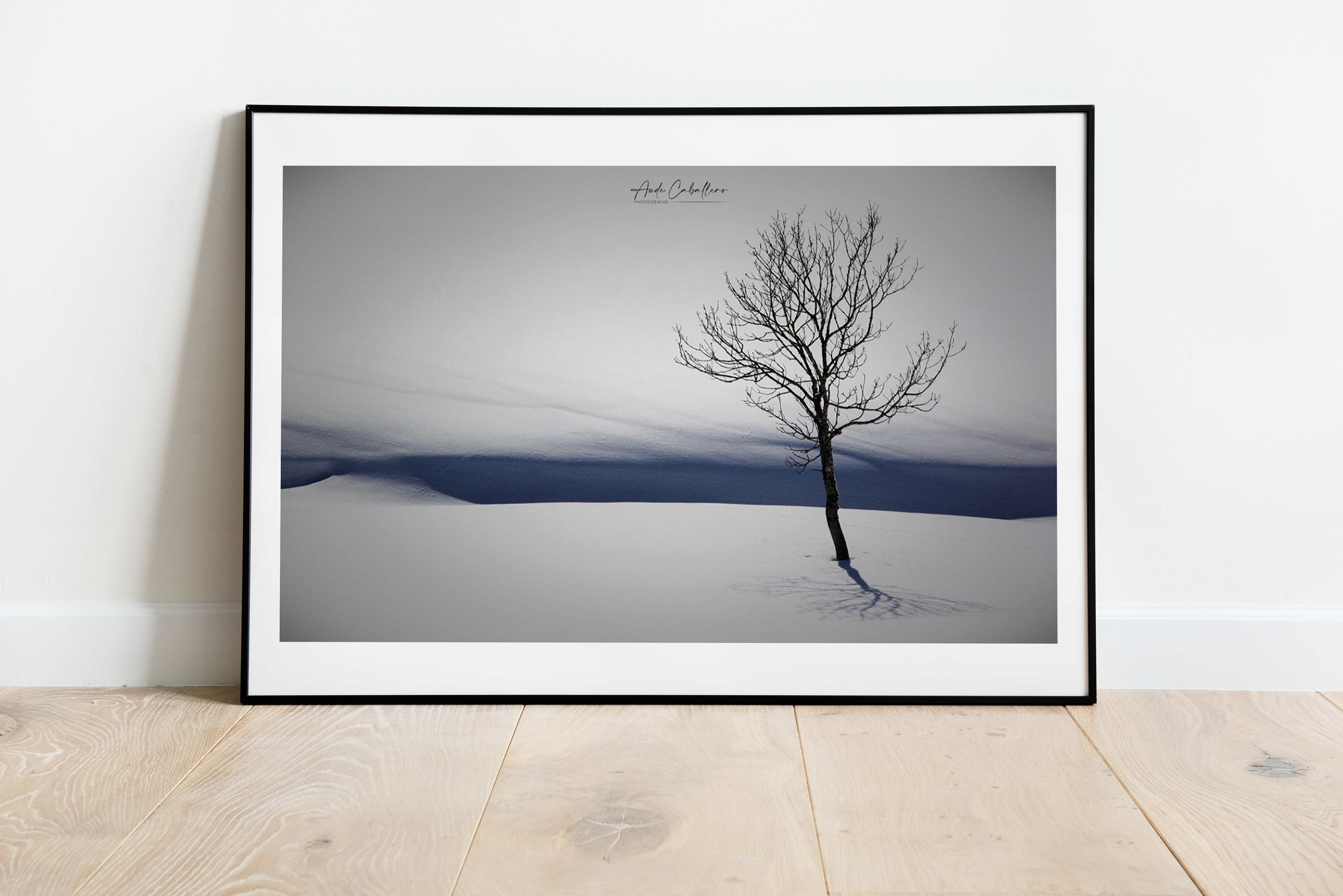 L'arbre et son ombre