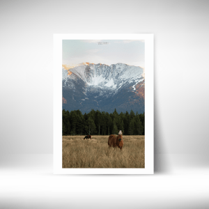 Chevaux au Pla de Barrès