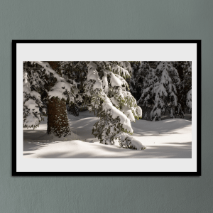 Le sapin et son manteau blanc