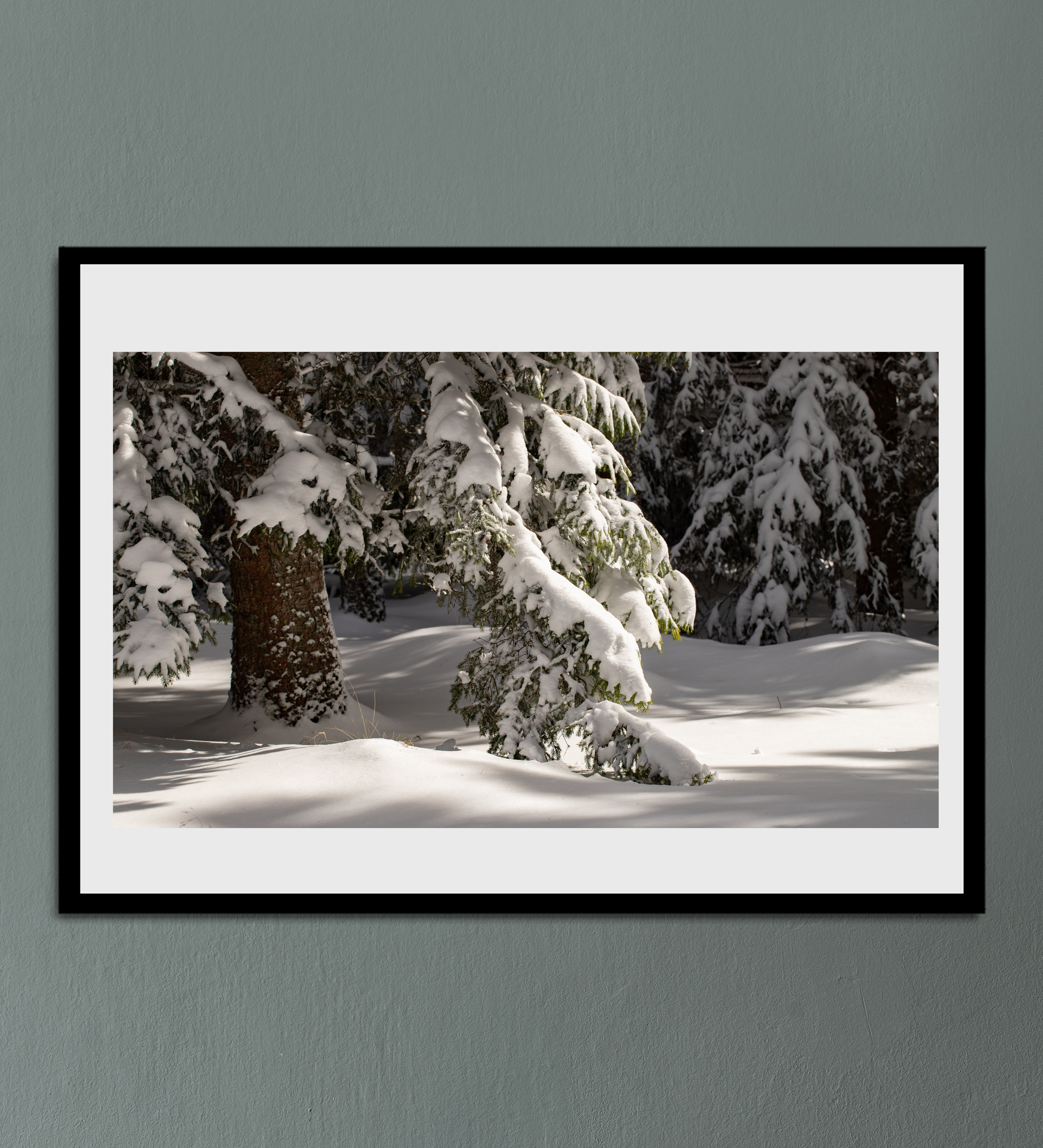 Le sapin et son manteau blanc