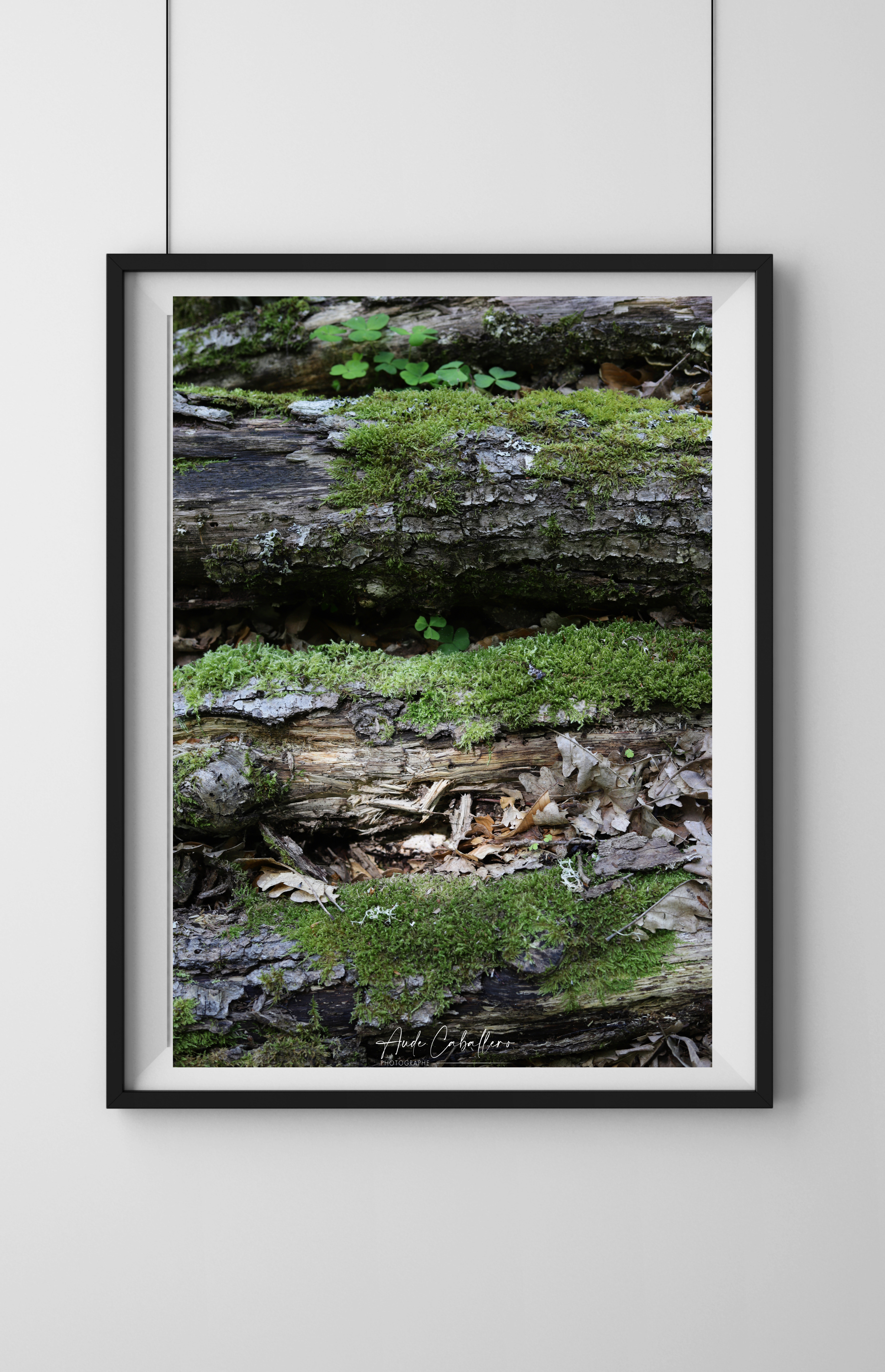 La mousse des sous-bois