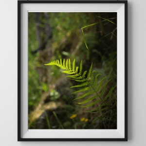 La fougère des sous-bois